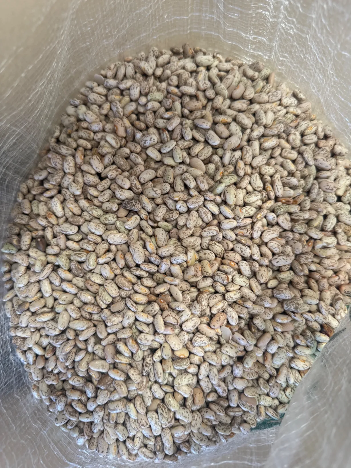 Frijol pasando por la triple limpieza, grano por grano